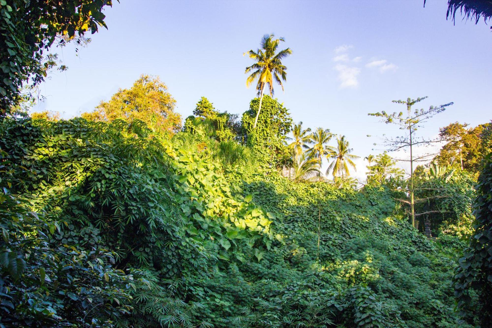 Parvati Retreat Villas Ubud Eksteriør billede